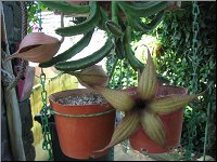 Stapelia grandiflora form a